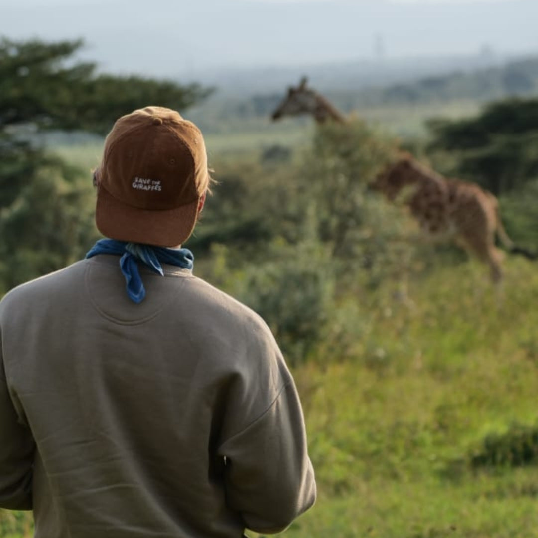 Girafes sauvages – Niger